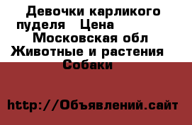Девочки карликого пуделя › Цена ­ 25 000 - Московская обл. Животные и растения » Собаки   